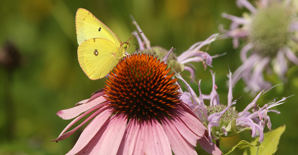 Yellow butterfly landed on a coneflower