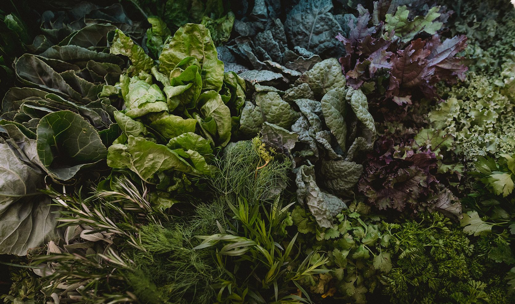 bunches of green and purple leafy vegetable and herbs in farm store produce section