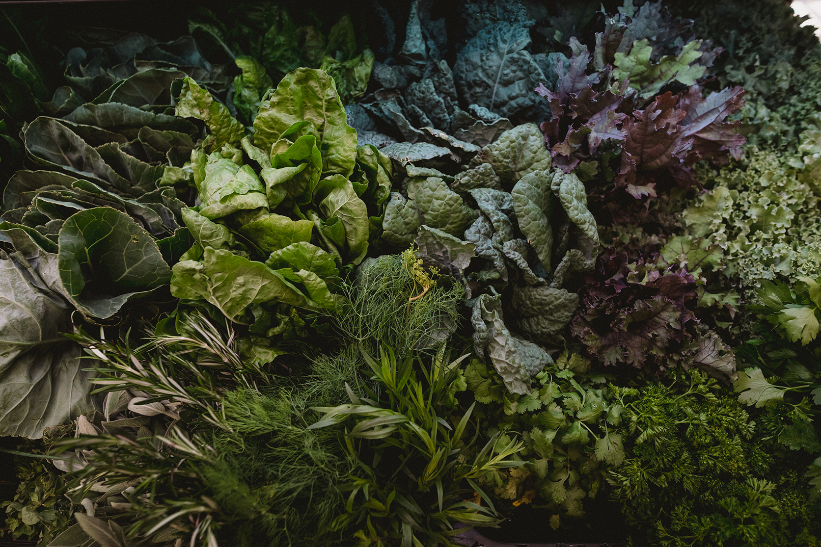 bunches of green and purple leafy vegetable and herbs in farm store produce section